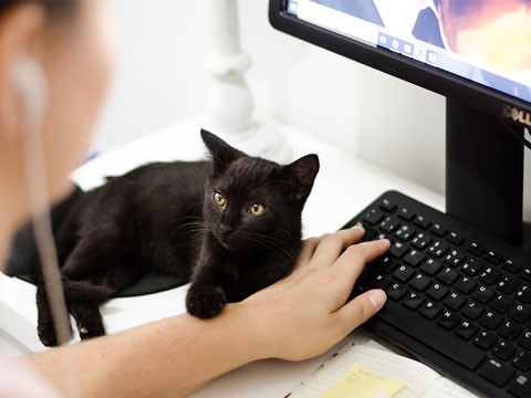 網(wǎng)站建設(shè)對于企業(yè)來說的作用很大！